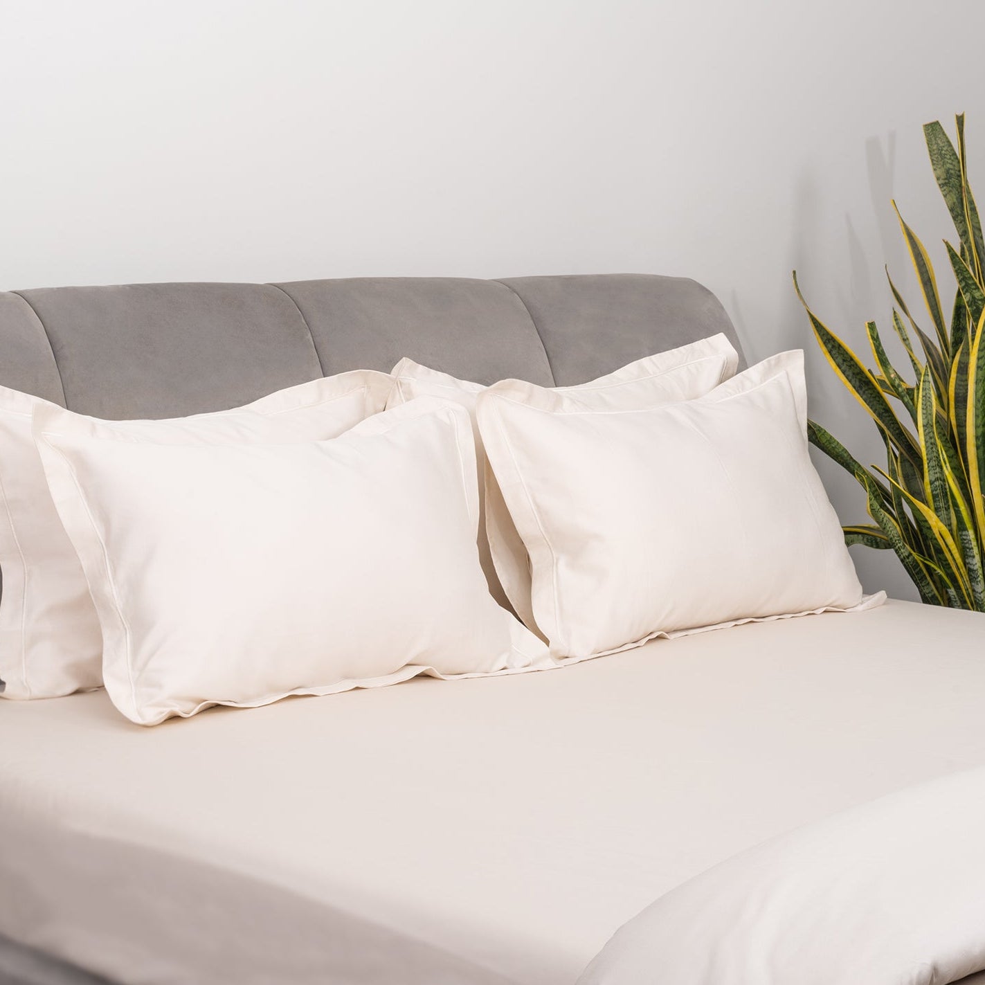 Ivory Bedsheet