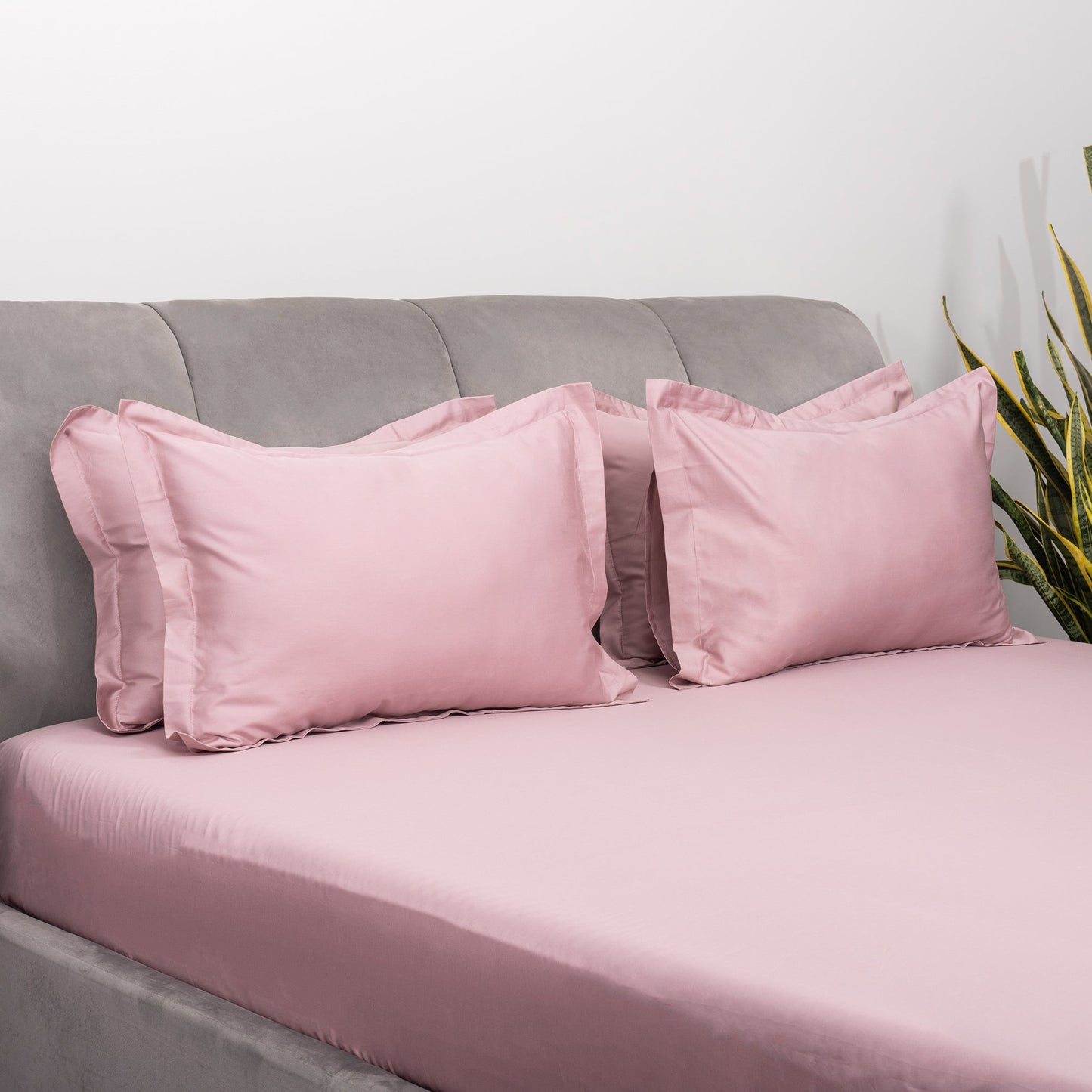 Blush Bedsheet